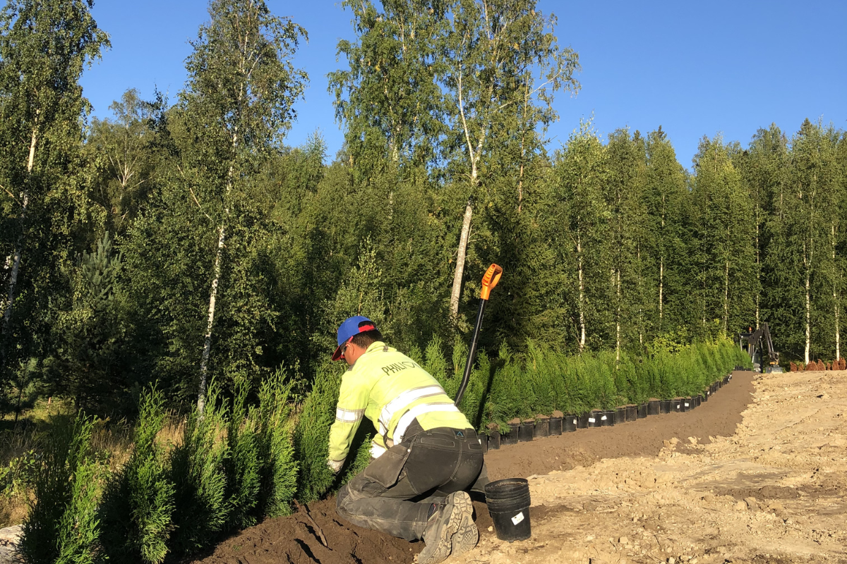 planting 2
